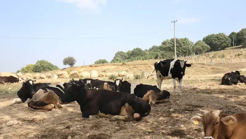Şap Hastalığına Karşı Önlem: 22 Köyde Giriş Çıkış Kısıtlaması Uygulandı!