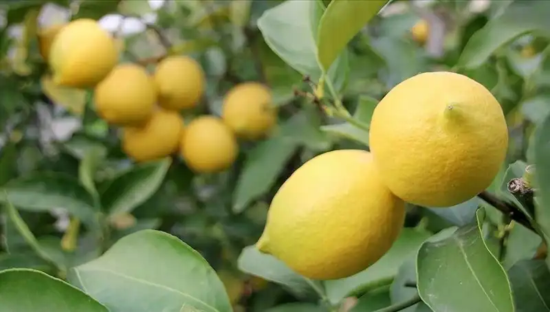 Limonun Fiyatı Uçtu: Adedi 24 Liraya Dayandı!
