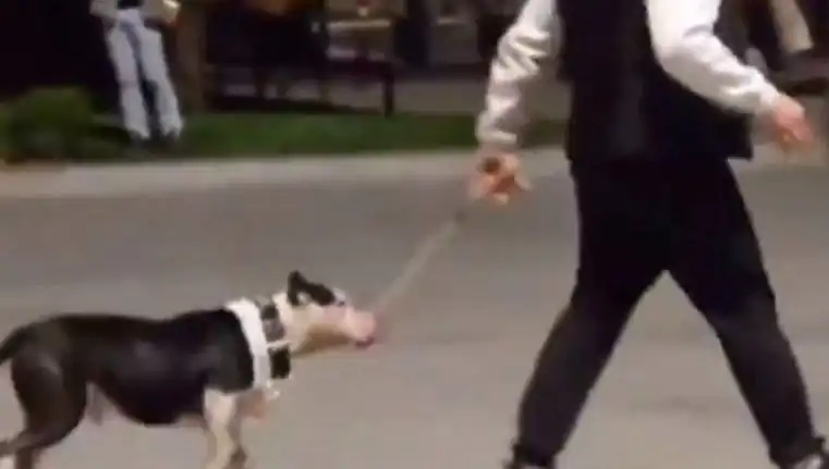 Ağızlıksız Pitbull'un Saldırgan Davranışı Sahibine Ceza Getirdi