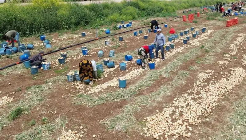 Soğan Hasadı Başladı, Pazar Fiyatları Düşüşe Geçti: Sebze Alırken Dikkat!