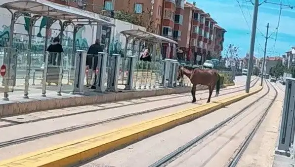 Eskişehir'de Tramvay Raylarında Baş Belası: Başsız At!