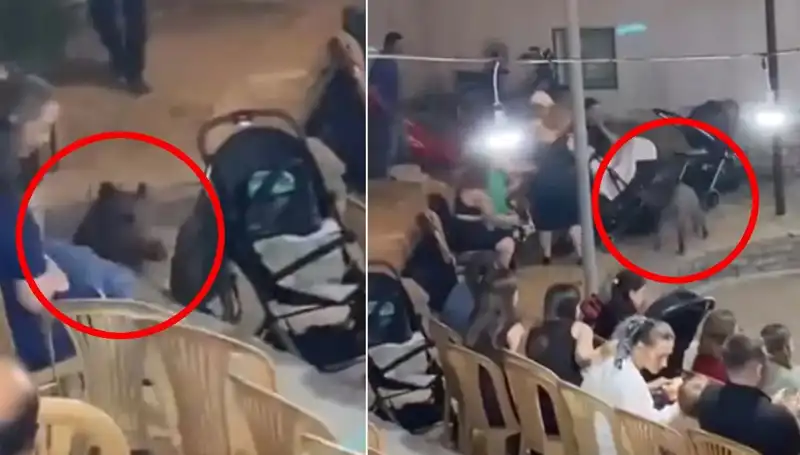 Düğün Pastasını Yedi: Yaban Domuzu Damat ve Gelini Şaşırttı!