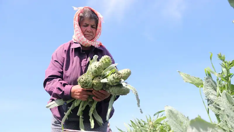 Tarladan Sofralara: Taze Sebzelerin Tezgah Fiyatları Neden 50 TL’ye Yükseldi?