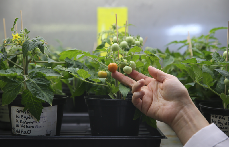 Türk Bilim İnsanları Ay ve Mars’ta Domates Yetiştirme Başarısını Elde Etti