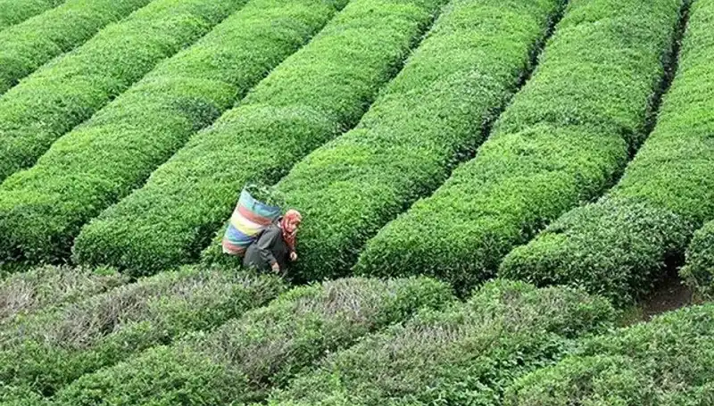 Bayramda Çay Keyfi: ÇAYKUR, Yaş Çay Alımına Devam Ediyor