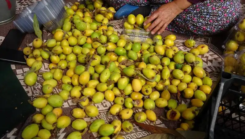 Muşmula Hasadı Başladı! Bu Yıl Kilosu 150 TL'den Satılıyor