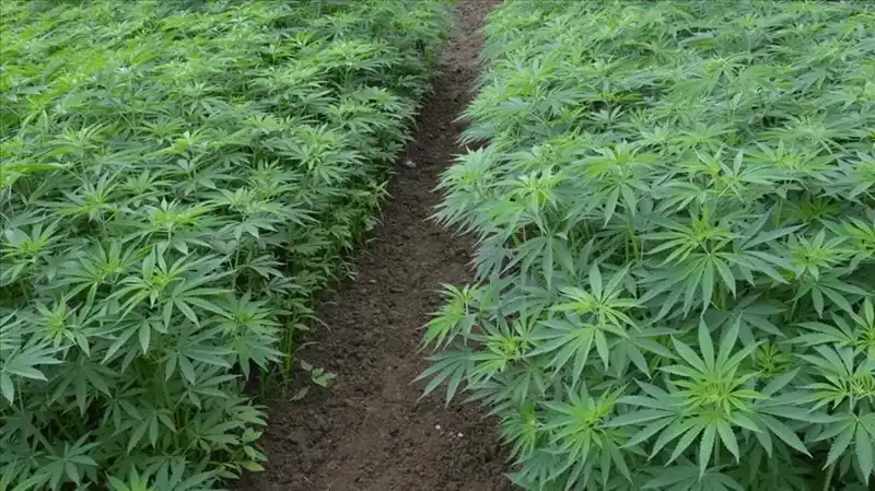 Kenevir Yetiştiriciliğinde Tarihi Adım: 21 İl İçin Onay Çıktı!