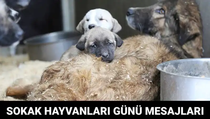 Dünya Sokak Hayvanları Günü: Hayvanlar İçin Sesinizi Yükseltin!