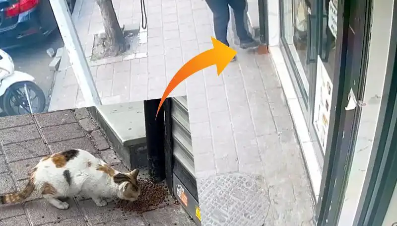 Kedilerin Mamasını Dağıtan Gizemli Hayvan Kim?