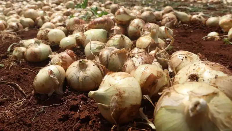Hatay'da Soğan Hasadı Başladı: Rekolte Çiftçinin Yüzünü Güldürüyor
