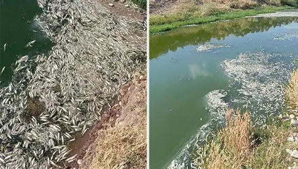 Karasu Çayı'nda Gizemli Balık Ölümleri: Çevre ve Ekonomi Üzerindeki Etkiler