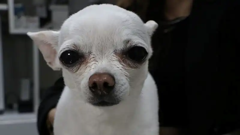 Gece Horlamasıyla Uyumak İstemeyen “Mini” Dünya Çapında İlgi Görüyor