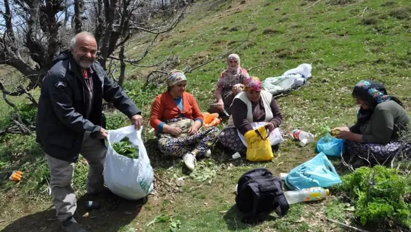 Yılda Bir Kez Yürüyerek Kilosu 250 Lira Olan Bu Bitkiler, Aileleri Geçindiriyor