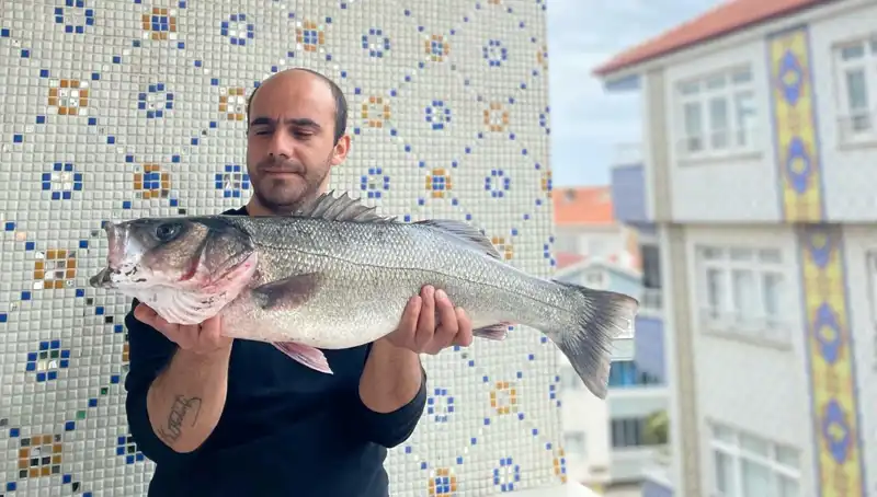 Dev Levrek Avında Şaşırtıcı 7.5 Kiloluk Rekor Avlanıldı!