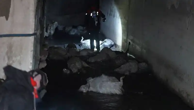 Doğa Felaketi: Keskin Koku Nedeniyle Onlarca Hayvan Telef Oldu!