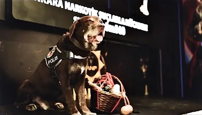 11 Yıl Süren Başarı Hikayesi: Ankara'nın Narkotik Köpeği Toma Emekli Oluyor