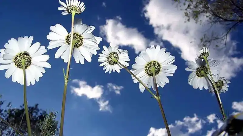2026 Cemrelerin Düşüş Tarihleri ve Astronomik Anlamları