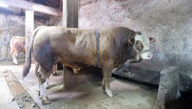 1 Ton 200 Kilo Değerli Hazine: Piyasa Fiyatları Şaşırtıyor!