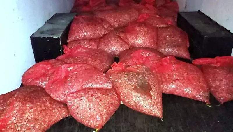 Samsun’da 1,5 Ton Kaçak Midye Operasyonu: Sağlık Tehlikesi Mi Var?