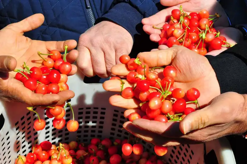 3 Bin 500 TL'den Satışa Çıkan İlk Hasat: Tarımda Yeni Bir Dönüşüm Müjdesi
