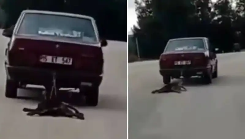 Otomobil Sürükledi, Köpek Korku Dolu Anlar Yaşadı: Şok Edici Görüntüler