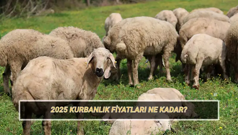 2025 Kurban Bayramı'nda Kurban Fiyatlarında Yükseliş Mi Bekleniyor?