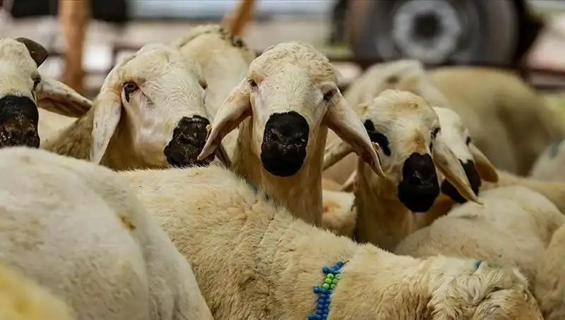 Kurban Bayramı 2025: Kurban Kesmek Farz Mı, İşte Bilinmesi Gerekenler!