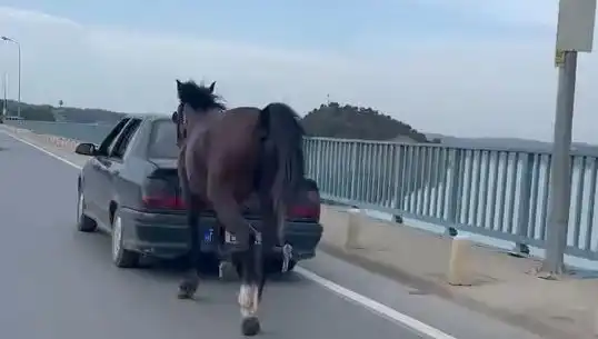 Adana'da Ata Eziyet Eden Kişi Tutuklandı: Olaya Dair Tüm Ayrıntılar