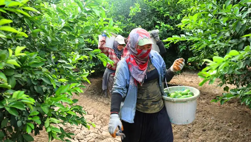 Marketlerde Avokado Fiyatları Düştü: Hasat Başladı, Yeni Fırsatlar Kapıda!
