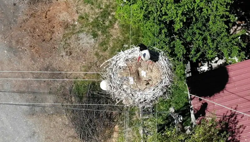 Baharın Müjdecisi Yuvasına Döndü: 22 Senelik Geleneğin Sırrı