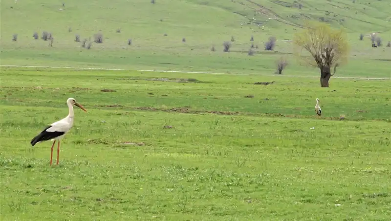 Leyleklerin Muş Ovası'na Dönüşü: Göç Hikayesi ve Doğa Harikaları
