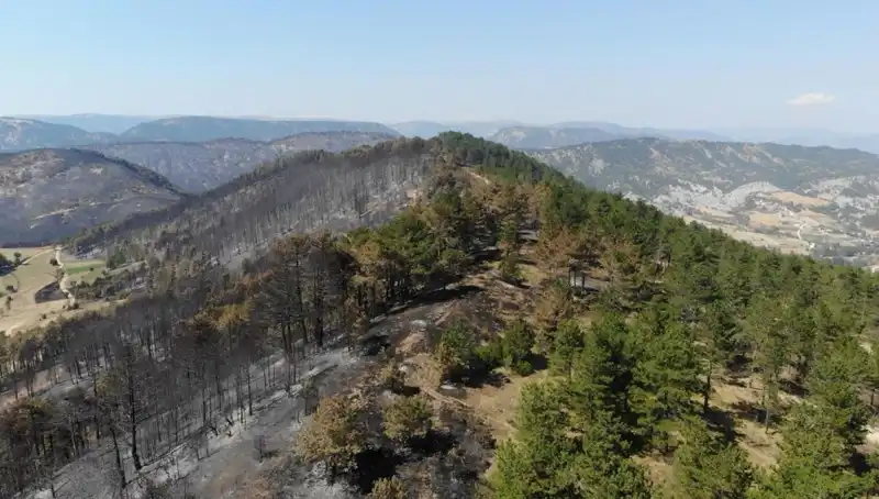 Bolu'da 5 Milyondan Fazla Fidan Toprakla Buluşturuluyor: Yeşil Geleceğe Büyük Adım