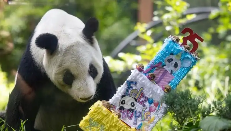 35 Yaşına Basan Dev Panda Xin Xin: Kutlamalar ve Anılar