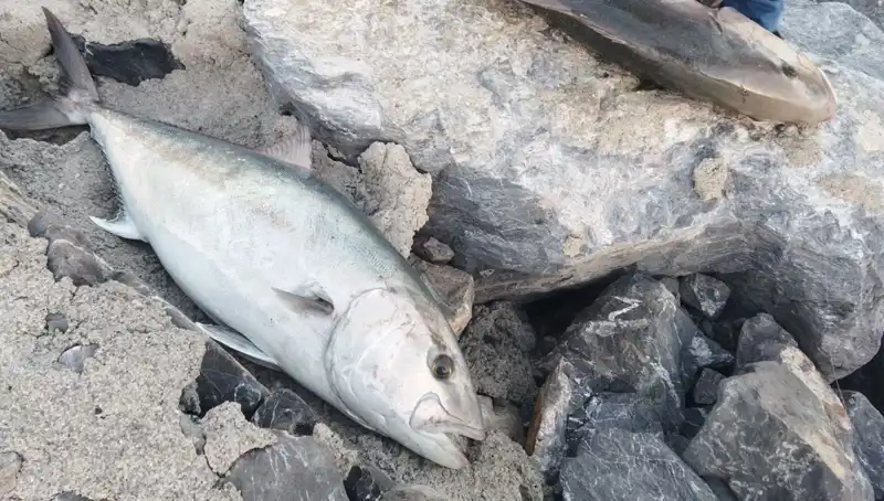 65 Kiloluk Rüya Balık: Oltayla Yakalanıp 18 Bin TL’ye Satıldı!
