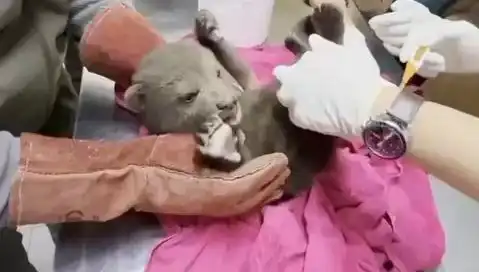 Karabük'te Yavru Bozayı Bulundu: Doğal Hayatın Korunması İçin Önemli Bir Gelişme
