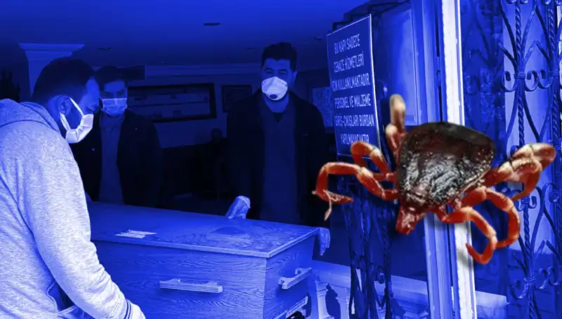 İstanbul'daki Keneler Zararsız Çıktı: Sağlık Endişelerini Gideren Araştırma